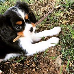 Tri color cavalier king hot sale charles puppies for sale